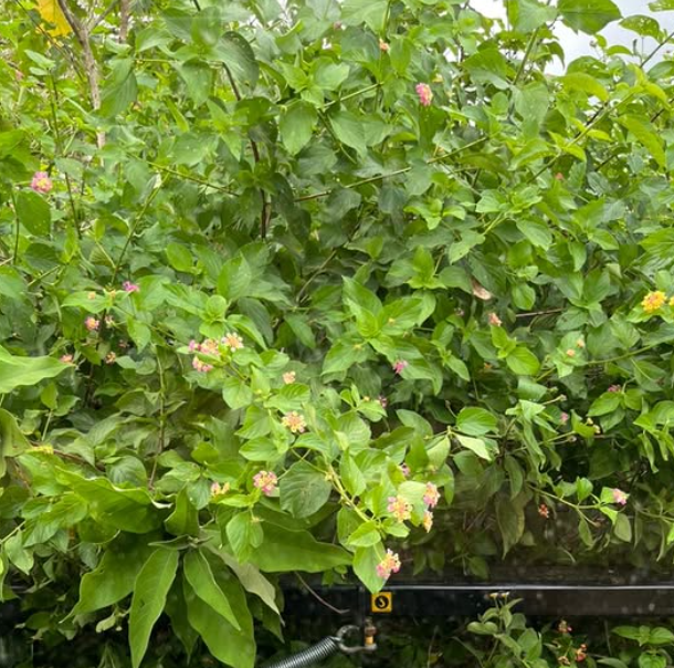 Overgrown lantana and scrub before forestry mulching — Sunshine Coast, QLD